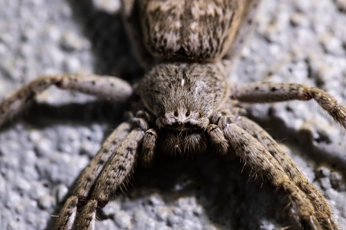 An australian huntsman spider sparassidae heteropodidae a large long legged spider resting