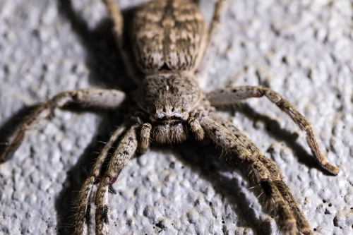 An australian huntsman spider sparassidae heteropodidae a large long legged spider resting - Australian Stock Image