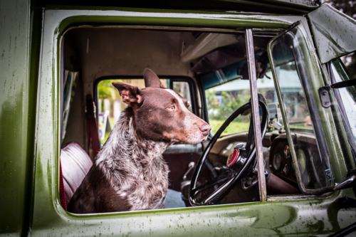 An Australian Kelpie dog in the driver's seat of an old classic car in Kuranda, Queensland - Australian Stock Image