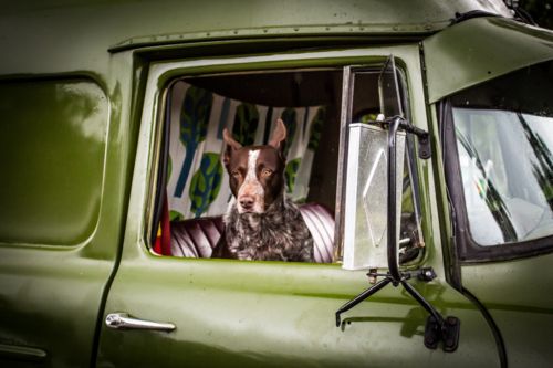 An Australian Kelpie dog spotted in the driver's seat of an old classic car in Kuranda, Queensland, - Australian Stock Image