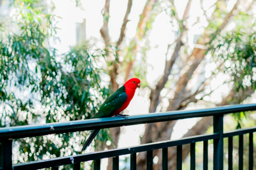 An australian king parrot perches on a balcony rail, framed by trees in the background - Australian Stock Image