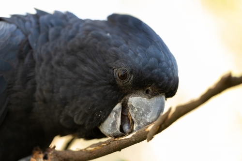 An Australian male red tailed black cockatoo (Calyptorhynchus banksii)  it's beak to strip bark