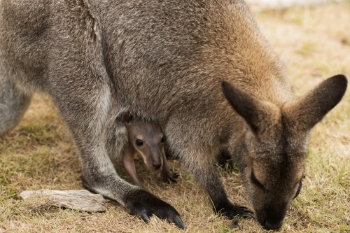 An Australian marsupial baby red necked wallaby joey (Macropus rufogriseus) head out of pouch - Australian Stock Image