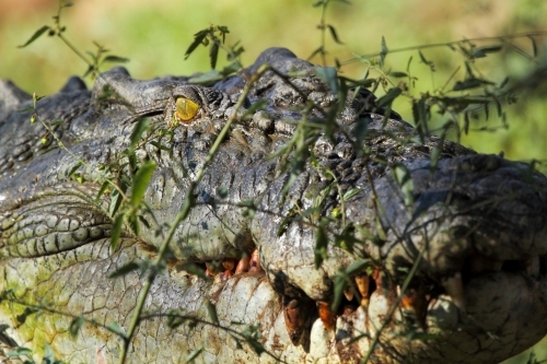 An Australian saltwater crocodile on a riverbank in the Kimberley.