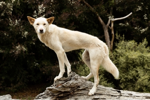 An Australian vulnerable animal, wild dingo with blonde white fur (Canis lupus dingo)