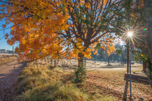 An autumn scene with golden leaves on the ground and early morning rays of sun - Australian Stock Image
