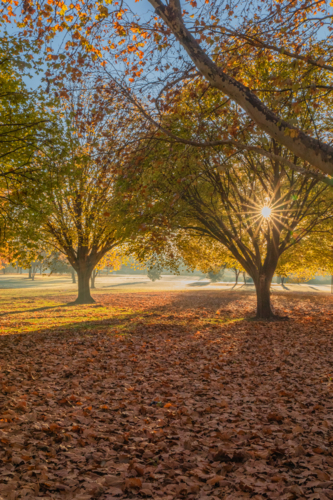 An autumn scene with golden leaves on the ground and early morning rays of sun - Australian Stock Image