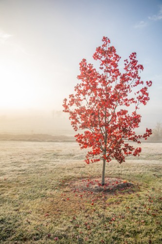 An autumn tree with red leaves on a misty morning - Australian Stock Image