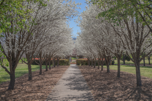 An avenue of trees and spring blossoms - Australian Stock Image