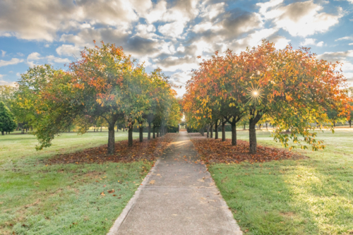 An avenue of trees with autumn leaves under a cloudy sky - Australian Stock Image