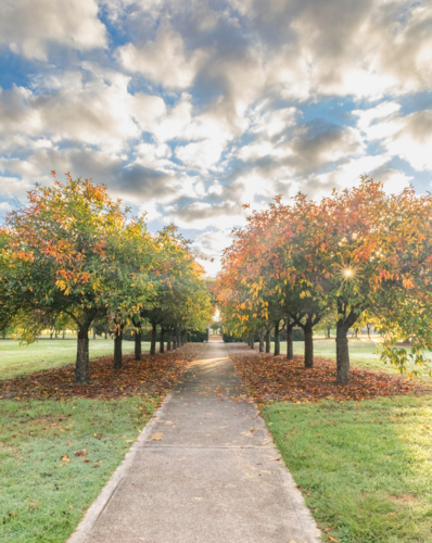 An avenue of trees with autumn leaves under a cloudy sky - Australian Stock Image