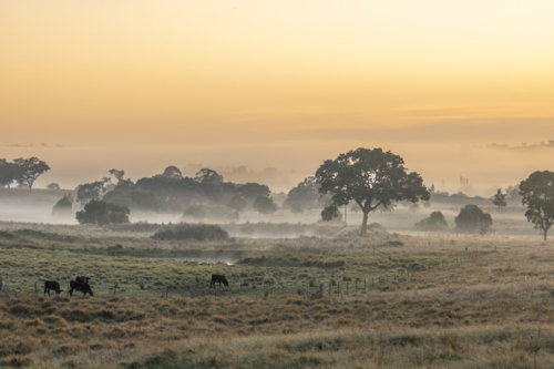 An early misty morning with the silhouettes of trees against a dawn sky - Australian Stock Image