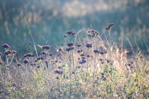 An early morning and dawn light on country wildflowers - Australian Stock Image