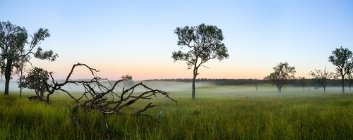 An early morning rural panorama with a little fog and ironbark trees.