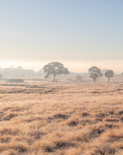 An early winter's morning with a frosty field and trees in the distance - Australian Stock Image