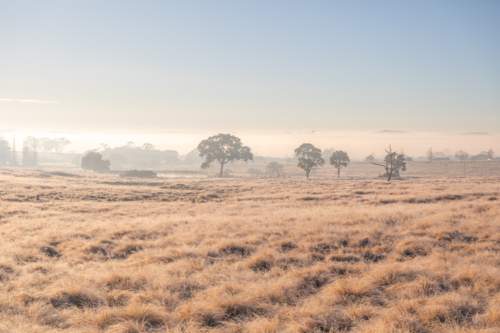 An early winter's morning with a frosty field and trees in the distance - Australian Stock Image