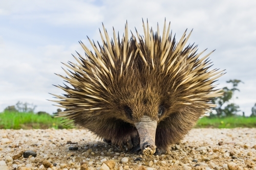 An echidna wanders along a gravel road - Australian Stock Image