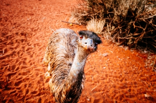 An emu giving a quizzical look at the camera. Northern Territory, Australia. - Australian Stock Image