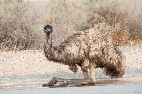 An emu sitting on a road