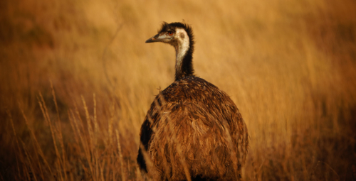 An emu standing in a dry grass field looking back. - Australian Stock Image