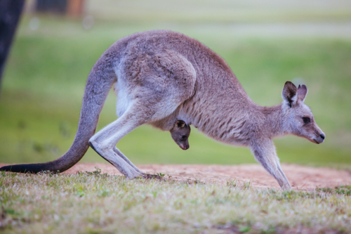 An inquisitive kangaroo looks up from grazing in Hunter Valley, New South Wales - Australian Stock Image
