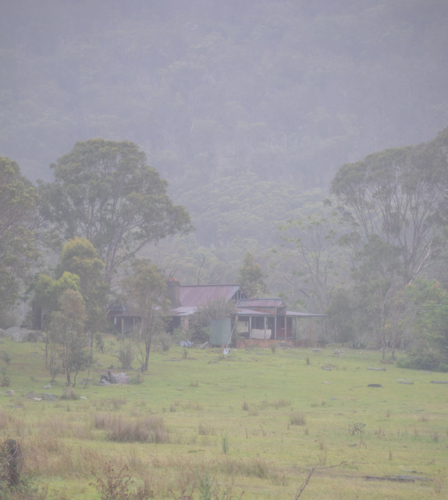 An old broken-down cottage in a green paddock with gum trees on a misty morning - Australian Stock Image