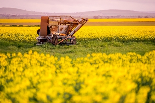 An old farm machine sitting in a paddock full of canola flowers - Australian Stock Image