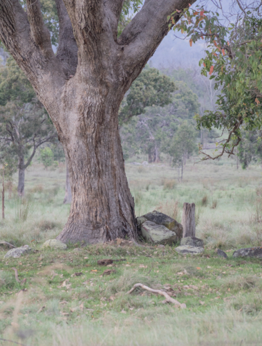 An old gum tree in a country field on a winter's day - Australian Stock Image