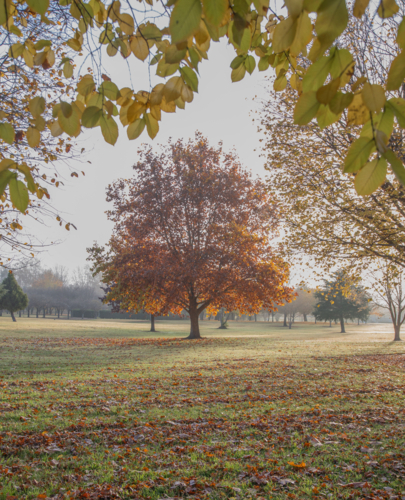 An orange autumn tree framed by autumn leaves in a park - Australian Stock Image