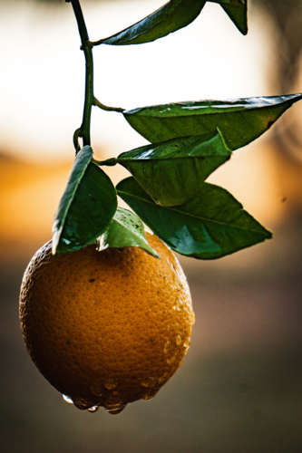 An orange hanging after rainfall - Australian Stock Image
