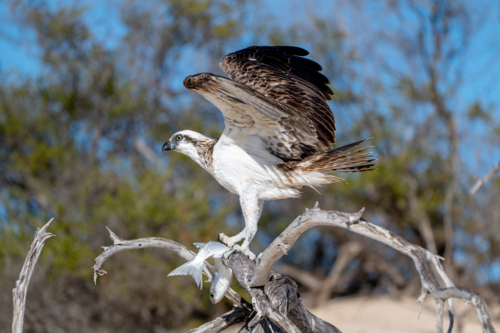 An osprey lands on a twisted dead tree with wings raised against a coastal scrubland backdrop. - Australian Stock Image