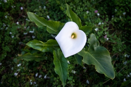 An overhead view of a large peace lily plant - Australian Stock Image