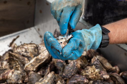 An oyster being opened by hand - Australian Stock Image