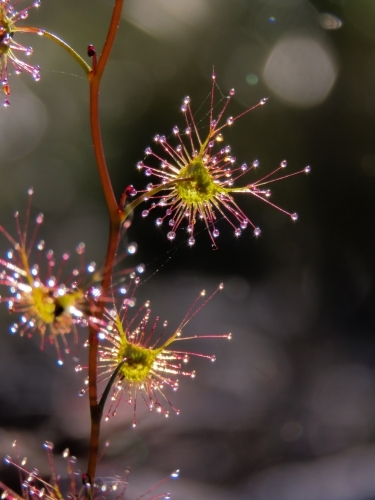 An upright sundew's sticky droplets glisten in early light - Australian Stock Image