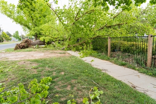 An uprooted tree lying across a footpath and fence - Australian Stock Image