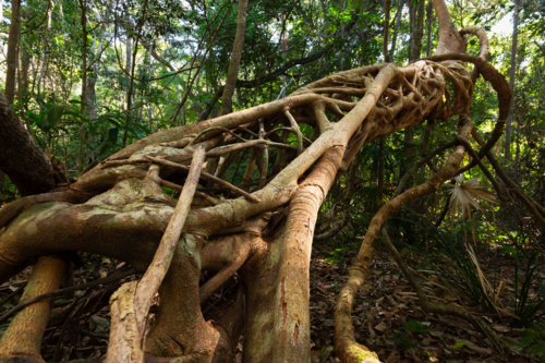 Ancient Australian strangler fig tree trunk in a lush, tropical rainforest - Australian Stock Image