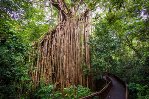 Ancient curtain fig tree towering over a winding rainforest boardwalk. - Australian Stock Image