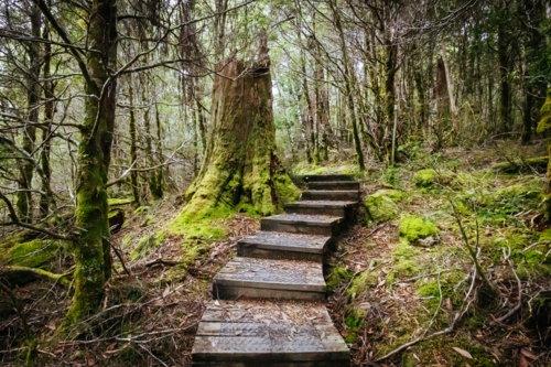 Ancient Myrtle Beech forest on the Arm River Track near the Overland Track on a cool autumn morning  - Australian Stock Image