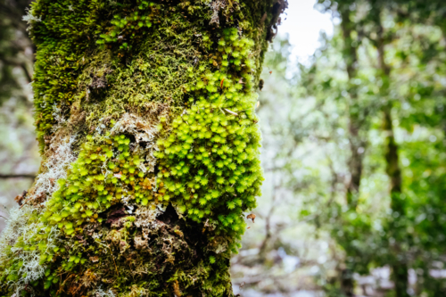 Ancient Myrtle Beech forest with moss and lichen detail on the Arm River Track - Australian Stock Image