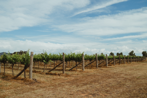 Angle view of Mudgee vineyard rows with timber trellis posts - Australian Stock Image