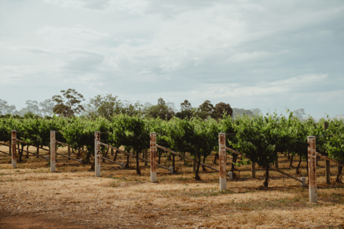Angled view of grapevine rows at a Mudgee winery - Australian Stock Image