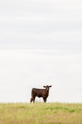 Angus calf in a grassy paddock
