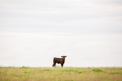 Angus calf in a grassy paddock