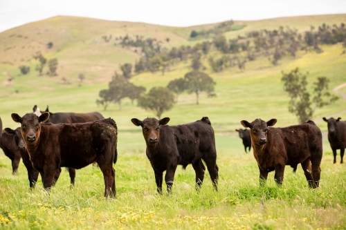 Angus calves in a grassy paddock - Australian Stock Image