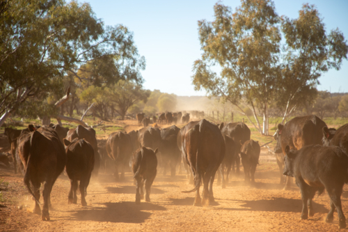 Angus cows and calves walking along a fence, stirring up dust - Australian Stock Image
