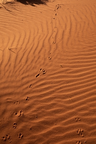 animal tracks in red desert sand - Australian Stock Image