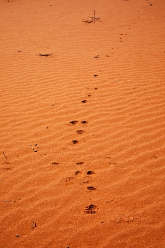 animal tracks through rippled red sand - Australian Stock Image
