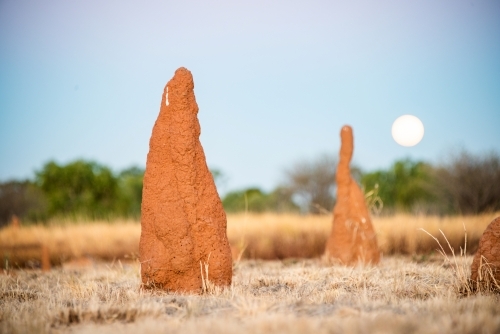 Ant hills in the outback with the rising moon behind at sunset