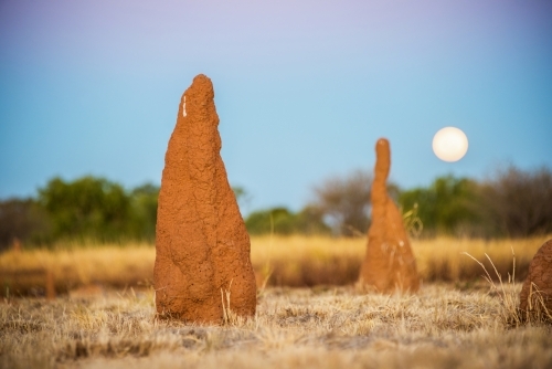 Ant hills with the full moon rising in the background. - Australian Stock Image