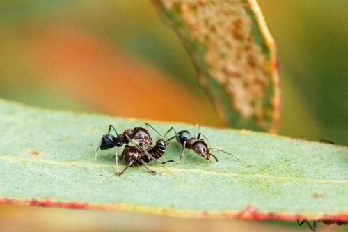 ants with leafhopper nymph - Australian Stock Image